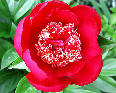 Paeonia lactiflora Nippon Beauty